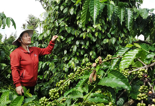 Đăk Lăk: Phát triển sản xuất là cốt lõi để xây dựng nông thôn mới