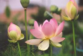 Giấy mời: Hội thảo “Giải pháp thúc đẩy xúc tiến thương mại sản phẩm theo mô hình Mỗi xã một sản phẩm - OCOP”