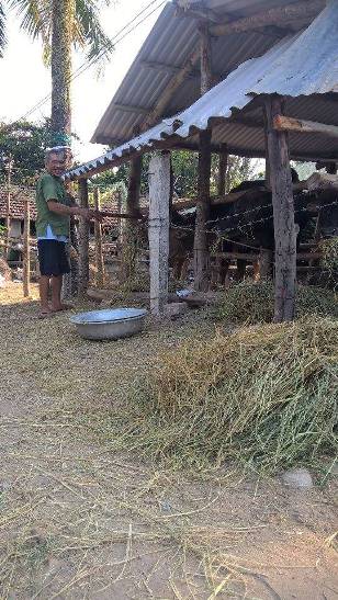HIỂU QUẢ KINH TẾ TỪ MÔ HÌNH NUÔI BÒ NHỐT CHUỒNG