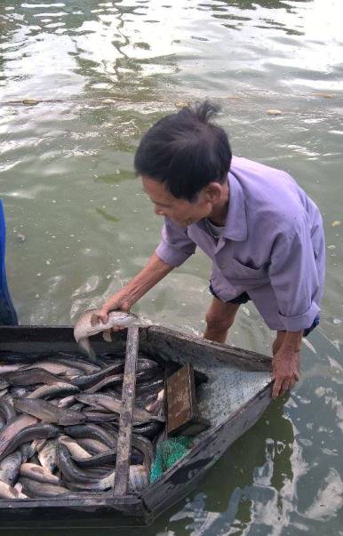 HIỆU QUẢ MÔ HÌNH NUÔI CÁ LÓC ĐEN TRONG AO